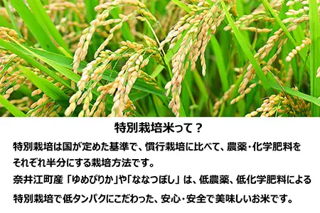 【定期便12回】北海道奈井江町　特別栽培米　ゆめぴりか　10kg