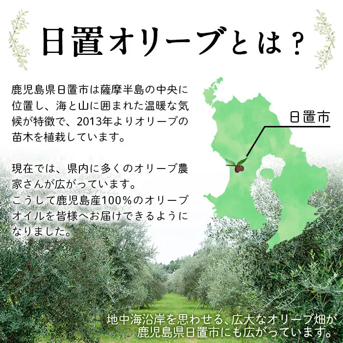 No.1253 ＜数量限定＞オリーブの苗(1本)鹿児島県産 苗 観葉植物 オリーブ 国産 シンボルツリー 庭木 内祝い ギフト 贈答 プレゼント 観賞 苗木 オリーブの木【鹿児島オリーブ】