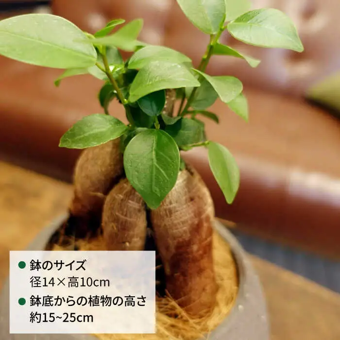 幸せを呼ぶ木『ガジュマル』　エッジボールポット 糸島市 / cocoha / 観葉植物 グリーン 緑 インテリア [AWB038]
