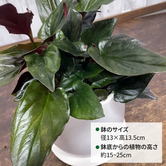 濃緑と赤紫のコントラストが美しい　シンゴニウム・チョコレート 糸島市 / cocoha / 観葉植物 グリーン 緑 インテリア [AWB039]
