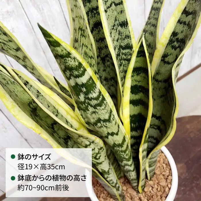 マイナスイオン発生 サンセベリア・ローレンチー大 スリムポットL 糸島市 / cocoha 観葉植物 グリーン 緑 インテリア [AWB040]