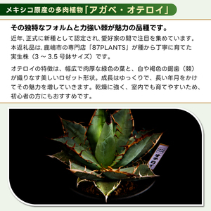 鹿嶋市産 実生アガベ・オテロイ オリジナル鉢付き（3～3.5号鉢サイズ）【アガベ オテロイ 多肉植物 鉢 茨城県 鹿嶋市 】（KCP-12）