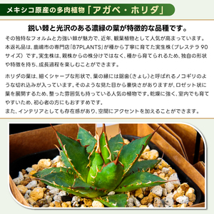 鹿嶋市産 実生ホリダ プレステラ90サイズ【アガベ ホリダ 多肉植物 鉢 茨城県 鹿嶋市 】（KCP-39）