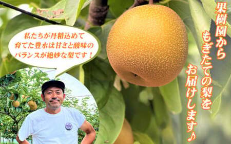 【数量限定】〈きらり園〉完熟 豊水梨 5kg・K086-19