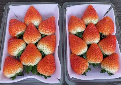 とちあいか（300g×4パック 計1.2kg）風袋入り ｜ 手作り 厳選 農家 特産品 新鮮 フレッシュ ストロベリー 苺 イチゴ 栃木県 塩谷町 ※2026年12月～発送