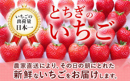 とちあいか（300g×2パック 計600g）風袋入り ｜ 手作り 厳選 農家 特産品 新鮮 フレッシュ ストロベリー 苺 イチゴ 栃木県 塩谷町 ※2026年12月～発送