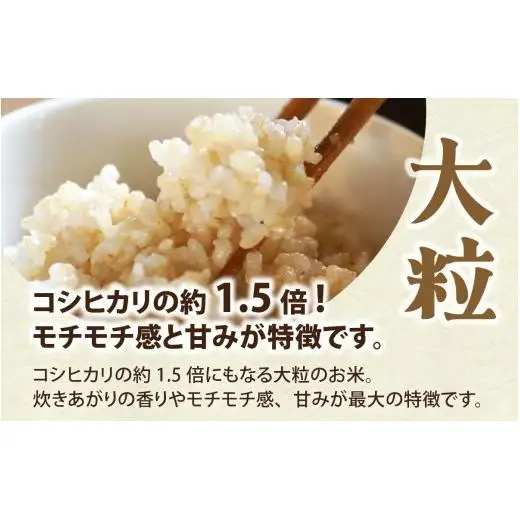 富山県滑川市産　弱アルカリ性米　「ピロール農法米　いのちの壱」玄米5kg【2025年10月中旬より順次発送】 / 産地直送 袋 ブランド米 お米 米 ご飯 ごはん 富山 滑川市 アグリめぐみ 農家直送 おこめ