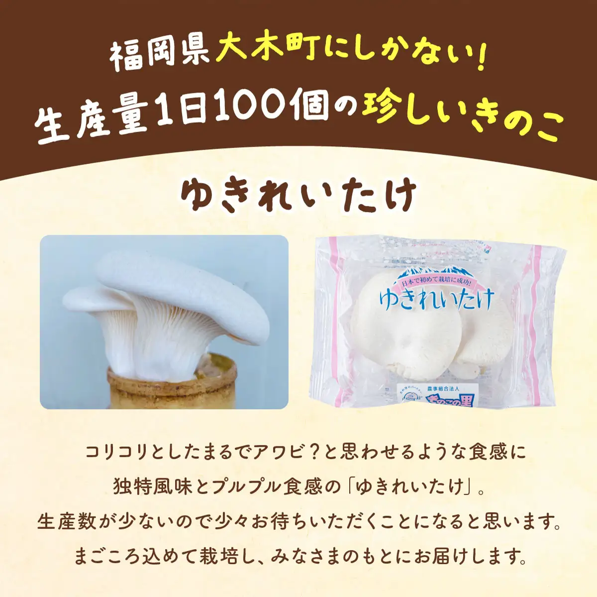 珍しいきのこ ゆきれいたけ5パック　AT19