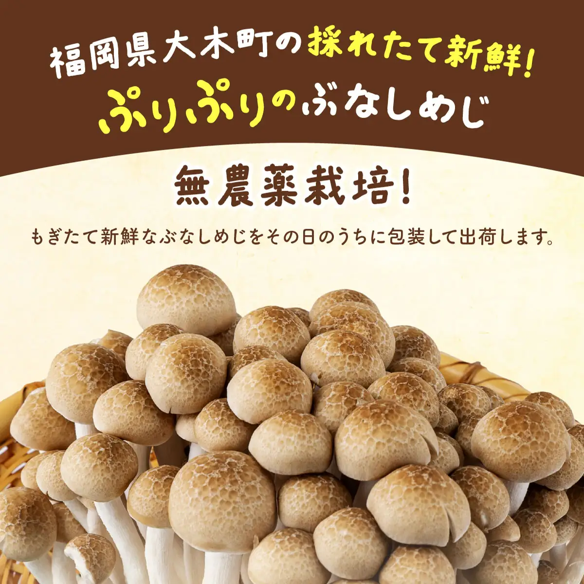 もぎたて新鮮！ぶなしめじ10株セット　AT22