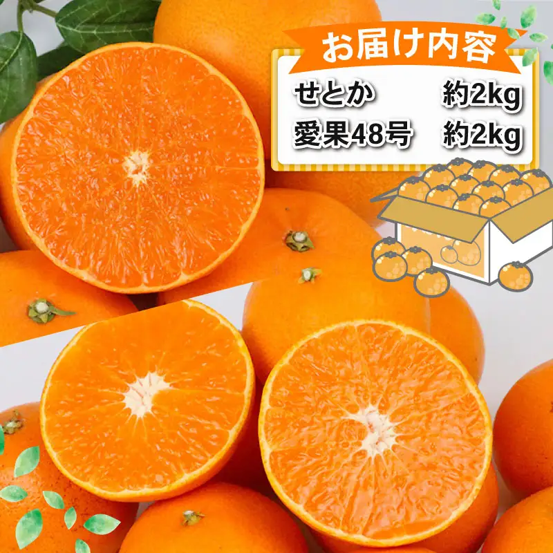 せとか 2kg 愛果48号 ( 紅プリンセス と同品種) 2kg 食べ比べ セット 計4kg Shirai.agrifarm 紅プリンセス B025-115009