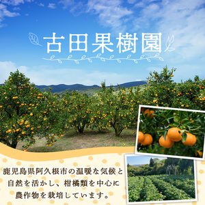 ＜先行予約受付中！2027年5月下旬以降順次発送予定＞ 訳あり！じゃがいも「メークイン」(約10kg) じゃがいも ジャガイモ 芋 国産 野菜 期間限定 数量限定 肉じゃが ポテトサラダ カレー シチュー 【古田果樹園】akn093-02