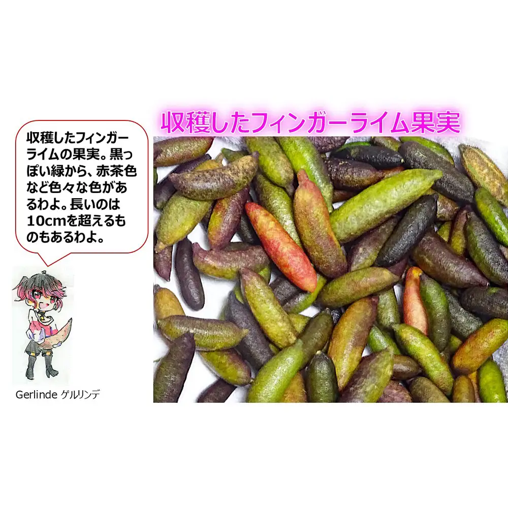 No.504 フィンガーライム　200g