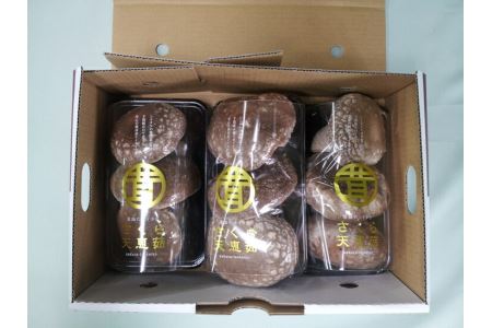 超肉厚大型しいたけ”さくらてんけいこ”３パックセット≪シイタケ キノコ きのこ 野菜≫◇