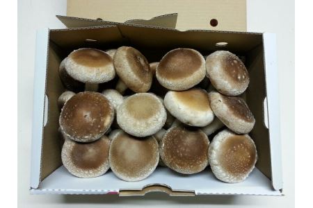 肉厚ジャンボな”さくら椎茸”１ｋｇ箱詰め≪しいたけ シイタケ きのこ キノコ 栃木県≫