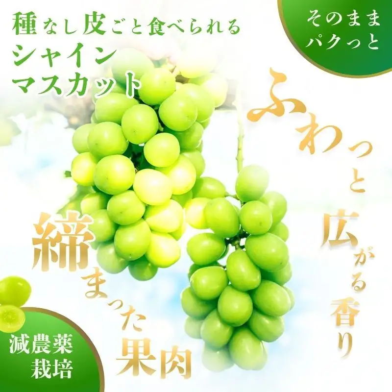 【駒ヶ岳の恵み・朝採り直送】シャインマスカット 約600g 1～2房 中央アルプス 駒ヶ根産 種なし 皮ごと 山の雫 木曽駒ヶ岳 宝剣岳 千畳敷カール 寒暖差 信州 長野 ぶどう 2026