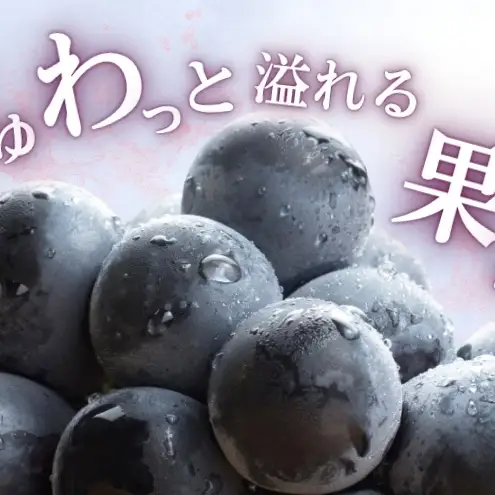 2026年産 ぶどう ナガノパープル 約600g（1房）果物 フルーツ デザート 信州 長野 駒ケ根市