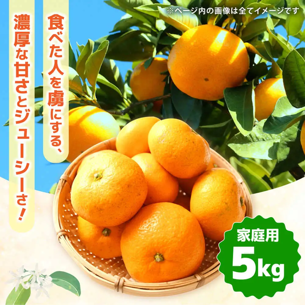 【2026年12月中旬-発送】【訳あり】家庭用 南高みかん 5kg / みかん ミカン 蜜柑 果物 フルーツ / 南島原市 / 南高果樹農業協同組合[SGI001]
