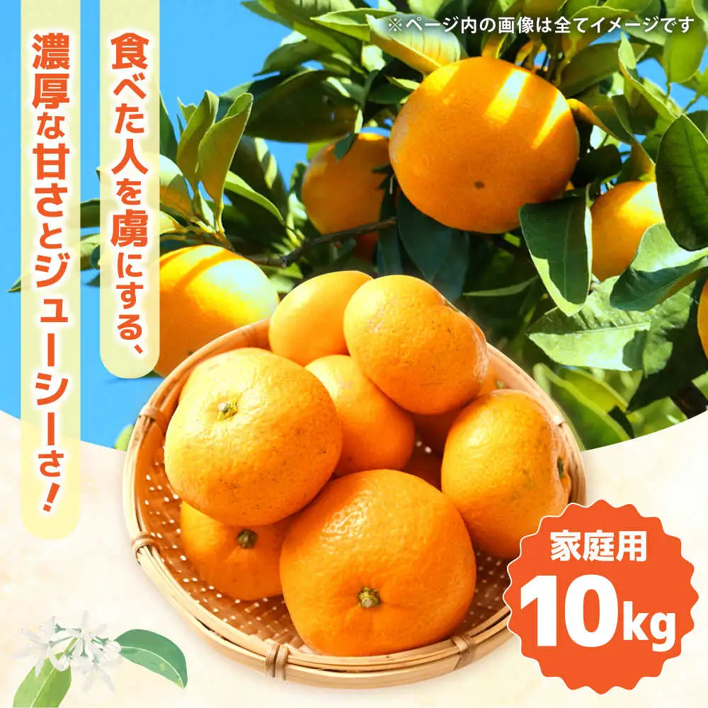 【2026年12月中旬-発送】【訳あり】家庭用 南高みかん 10kg / みかん ミカン 蜜柑 果物 フルーツ / 南島原市 / 南高果樹農業協同組合[SGI002]