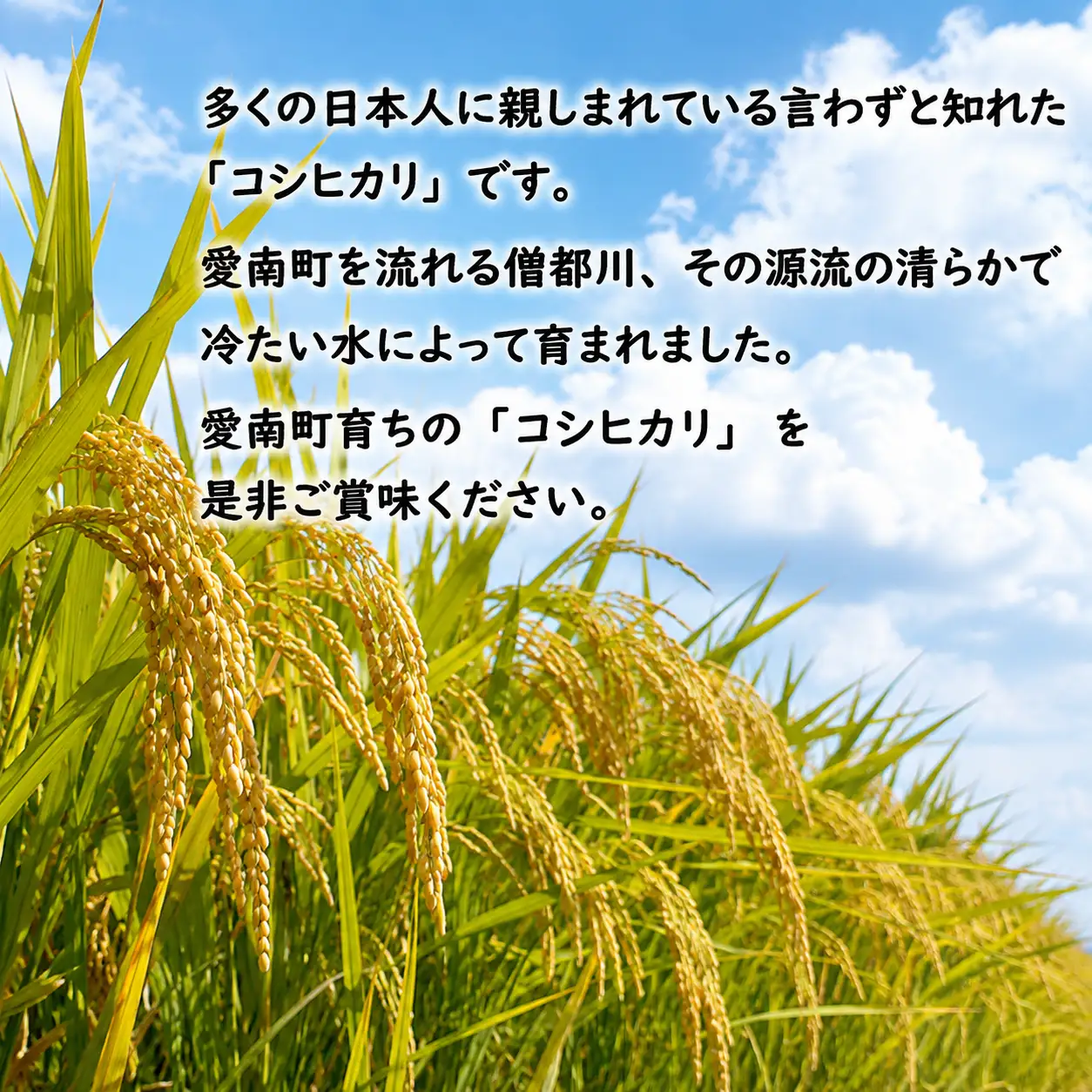 先行予約 新米 令和8年産 コシヒカリ 10kg 20000円 お米 白米 精米 米 こめ 産地直送 国産 農家直送 期間限定 数量限定 特産品 先行 事前 受付 令和8年度産 2026年産 もっちり 粘り 甘み おいしい おにぎり こしひかり 内祝い お祝い 贈答品 お返し プレゼント ギフト 土産 御礼 お礼 お取り寄せ 田中均 愛南町 愛媛県