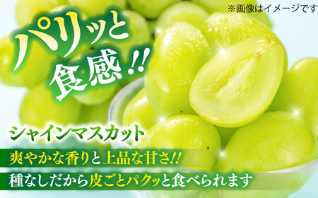【8月下旬発送開始】シャインマスカット クイーンニーナ 詰め合わせ 約1.1kgから1.3kg 合計2から3房 ぶどう シャインマスカット[BHBO003]