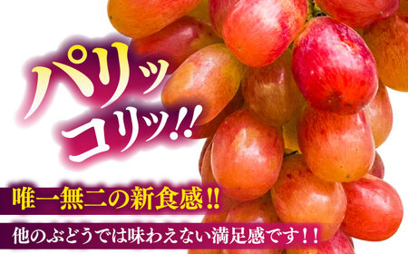 【限定数量】【10月下旬発送開始】ウインク 約1.1kgから1.3kg 合計2から3房 ウインク[BHBO004]