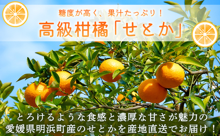 ＜産地直送 愛媛県明浜町産 せとか 約5kg＞ ※2027年3月上旬～3月下旬迄に順次出荷予定 セトカ 果物 くだもの みかん ミカン 柑橘 フルーツ 柑橘類 果実 高級 糖度 果汁 柑橘の大トロ 甘い 国産 5キロ 特産品 宇都宮農園 愛媛県 西予市【常温】AUN0004