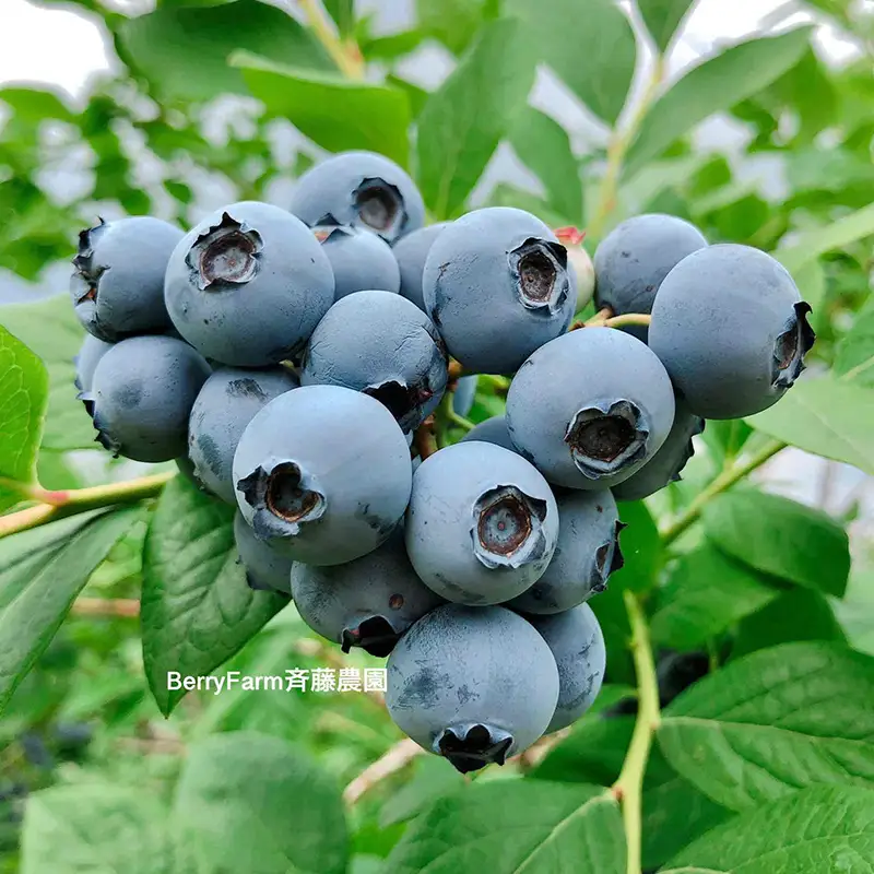 ブルーベリー大粒500g 朝摘みでお届け！【6年連続最高金賞受賞 群馬県ブルーベリー品評会2021~2026年】 大粒 化学農薬不使用 除草剤不使用 フルーツ 果物 F4H-0687