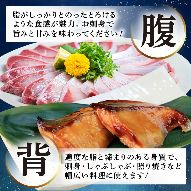 【先行予約】若狭・日向の天然寒ブリ 脂たっぷり 部位ごと食べ比べ  Aセット（腹＋背 計800g前後）【2026年12月下旬以降順次発送】寒ぶり [m17-e004]