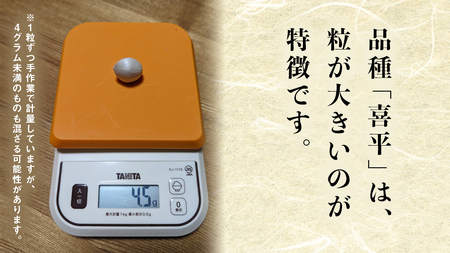 【先行予約】 喜平 ぎんなん 500g (1粒4.0g程度・特大サイズ) 【2026年10月中旬より発送開始】 