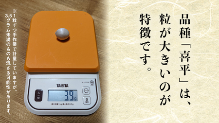 【先行予約】 喜平 ぎんなん 500g (1粒3.5g程度・大サイズ) 【2026年10月中旬より発送開始】