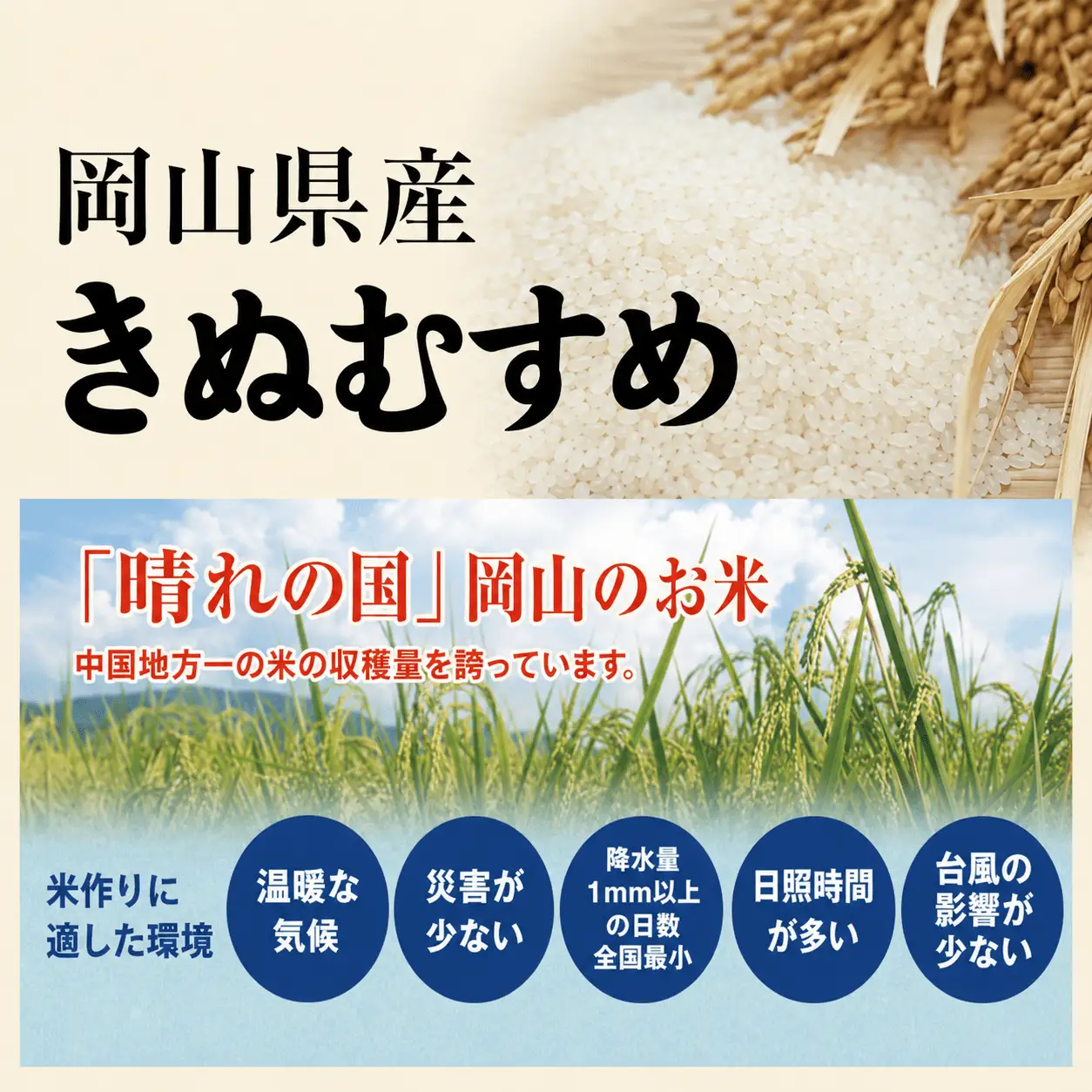 米 岡山県産精米 令和7年産きぬむすめ白米10kg 【tkns006-01-cho】