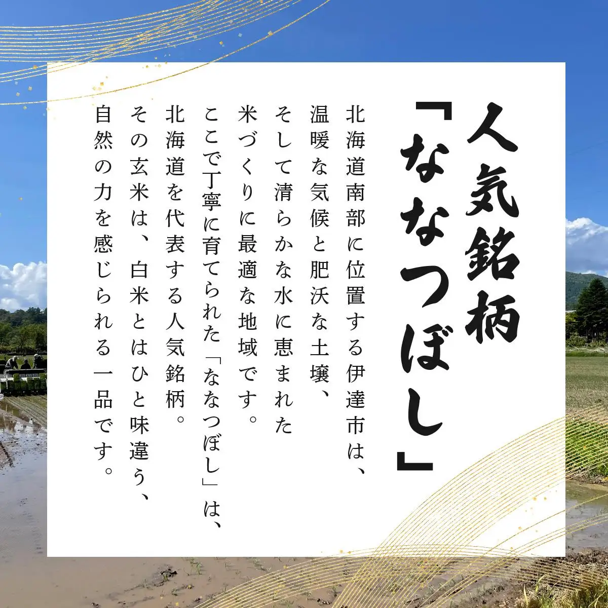 【定期便】令和7年産 北海道伊達市産 ななつぼし 玄米 10kg×3回 コメ 米 こめ ブランド米 送料無料 伊達市