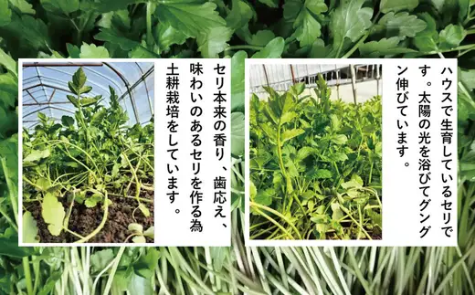 セリ 強い香りとシャキッとした歯応え 約2000g　600P3201【ひない渡辺農園しどけ村】