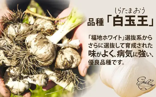あきたしらかみにんにく 冷凍ペースト 1kg（約200g×5袋）　60P3218【 gella】
