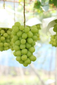 【ふるなびWEEK対象】〈2026年度配送分〉甲府市産　シャインマスカット　約1.5kg（2～4房）シャイン