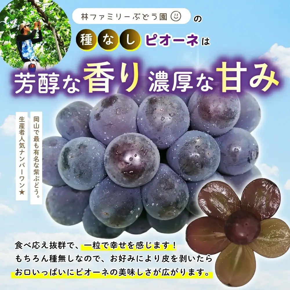 【訳あり】 ※2027年の予約です！※ 岡山県産 林ファミリーのピオーネ 約4kg（約5～8房） 【2027年先行予約】 / 岡山 真庭 ピオーネ 葡萄 ぶどう ブドウ 果物 フルーツ 新鮮 濃厚 人気 数量限定 お買い得 家庭用 お試し たっぷり ぶどう専門【hfbd020-03】
