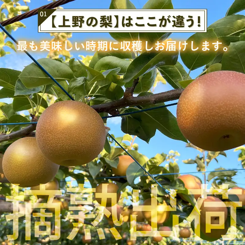 【先行予約】上野梨園のあきづき梨 5㎏箱入り（8～12玉入） / 梨園直送【上野の梨】 / 期間限定 果物 フルーツ 農家直送 シャキシャキ もぎたて 旬 お取り寄せ ※2026年9月下旬より順次発送 [aw077-a027]