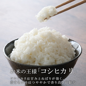 米 コシヒカリ 訳あり 約 5kg 令和8年産 白米 コシヒカリ
