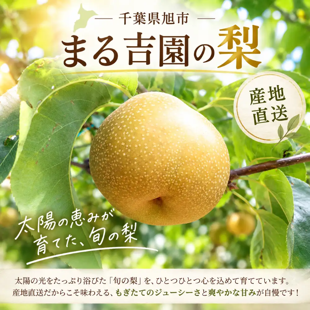 梨 約 4.5kg 訳あり 品種おまかせ梨