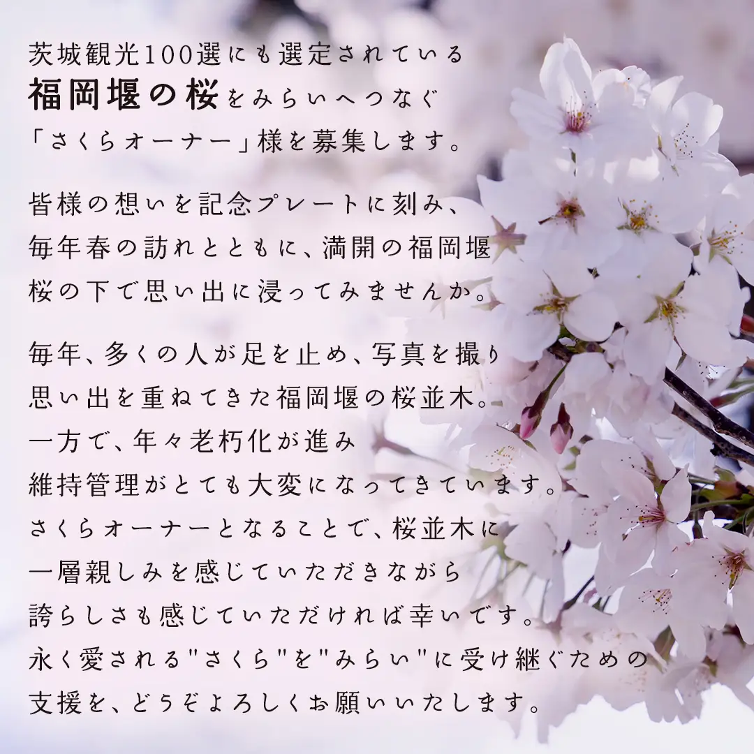 【 福岡堰 桜並木 】さくらオーナー募集【5年間・記念プレート設置】