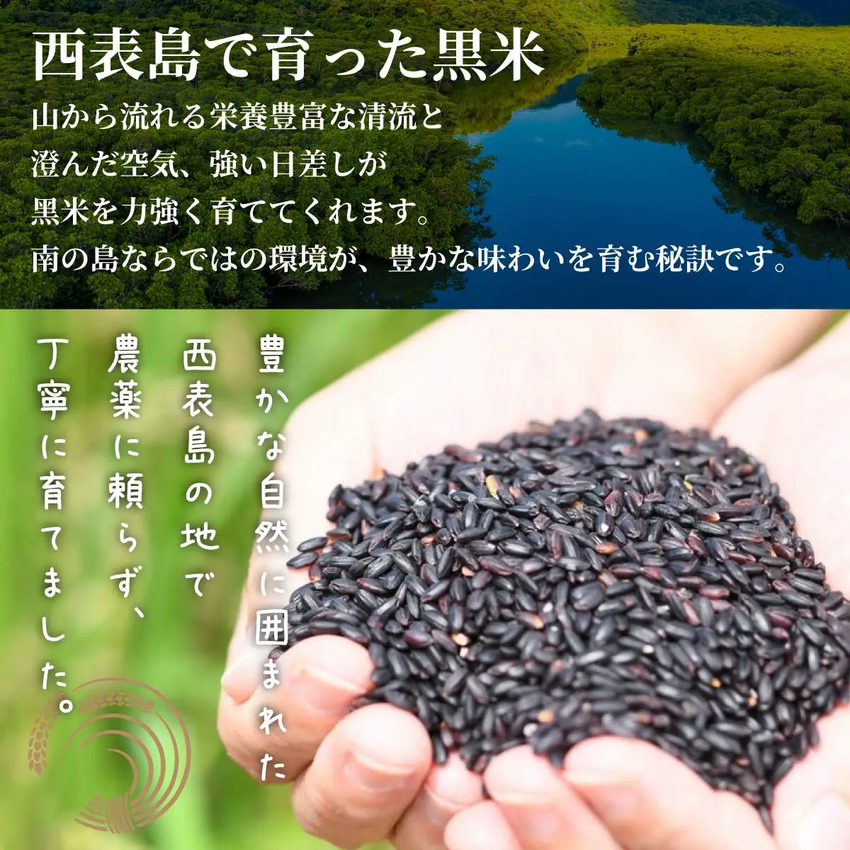 大浜農園の黒米8個セット (農薬不使用)