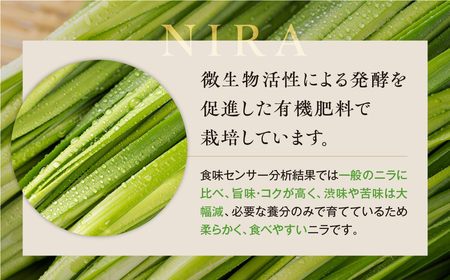 横地愛菜園の 香りニラ 100g小分け袋 ニラ 小分け 国産 100g 餃子 もつ鍋 野菜炒め に 野菜 旬 料理 葉物野菜 にら 愛知県 田原市 渥美半島