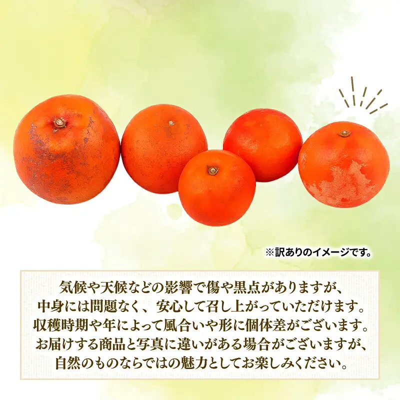 訳あり ブラッドオレンジ タロッコ 5kg つばさ農園 オレンジ B010-048015