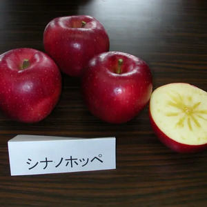 【先行受付】サンふじの血を引く信州オリジナル新品種。潤沢な蜜入りに期待！ シナノほっぺ 3kg 
