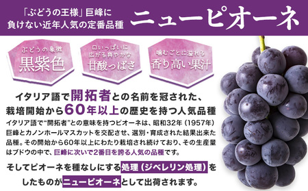秀品 ニューピオーネ 約1.2kg　ﾋﾟｵｰﾈ