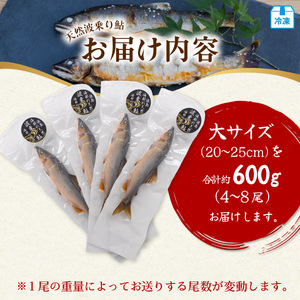 天然波乗り鮎 約600g 大サイズ 20～25cm 4～8尾 鮎 天然 約600g あゆ アユ 天然鮎 清流 海部川 川魚 冷凍