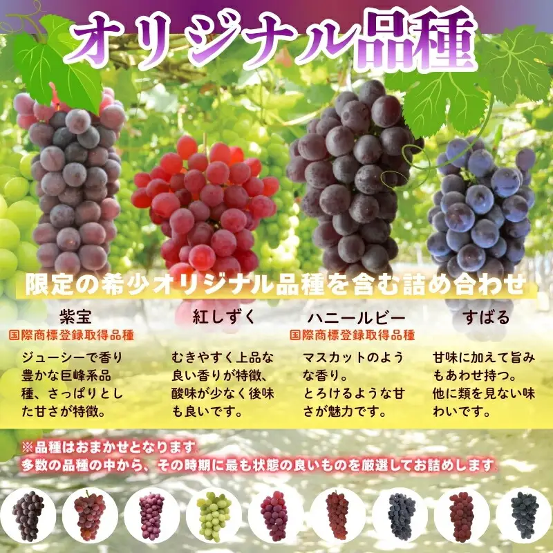 ぶどう詰め合わせ ここにしかないオリジナル品種 おまかせ詰め合わせ 皮ごと食べられるぶどう1種＋オリジナル2種合計約1.8㎏