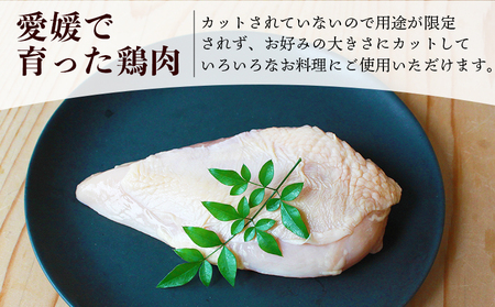 ＜愛媛県産 銘柄鶏 浜千鶏（はまちどり）若鶏むね肉 5kg（1kg×5）6ヶ月定期便＞ 国産 鶏肉 大容量 業務用 家庭用 鳥肉 とり チキン ムネ 精肉 塊 ブロック 定期便 産地直送 愛媛県 西予市【冷凍】『1か月以内に順次出荷』OMF0005