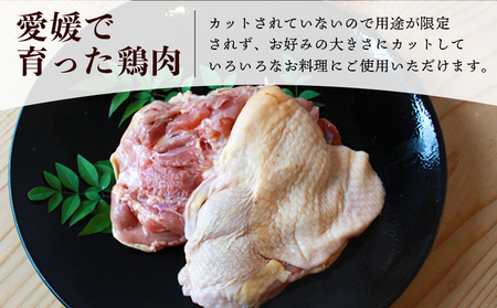 ＜愛媛県産 銘柄鶏 浜千鶏（はまちどり）若鶏もも肉 3kg（1kg×3）3ヶ月定期便＞ 国産 鶏肉 鳥肉 とり チキン モモ肉 はまちどり ブロック 精肉 にく 料理 アレンジ 夕飯 夕食 お弁当 昼食 唐揚げから揚げ 焼き鳥 マルハフーズ株式会社 愛媛県 西予市【冷凍】『1か月以内に順次出荷』OMF0008