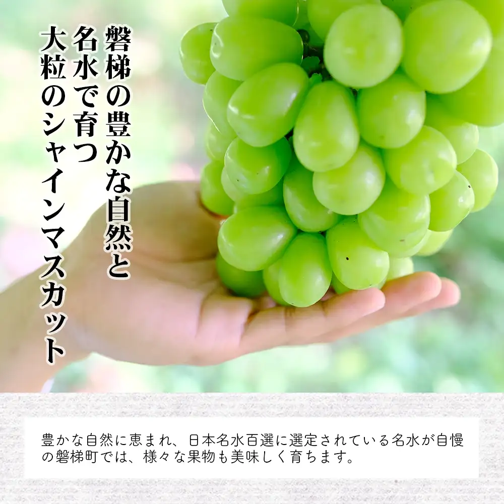 【先行予約】磐梯町産 シャインマスカット 約1.5kg（2房～3房）　※2026年9月～10月発送予定
